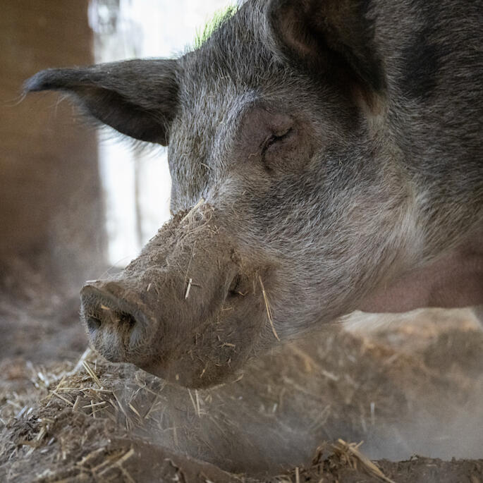 a happy pig on an animal sanctuary